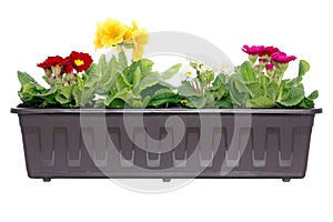 Flowers in window box