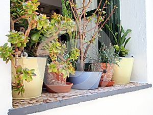 Flowers in Window Pots, Greek Island