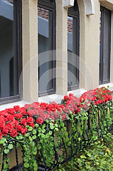 Flowers windows