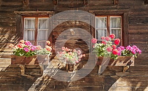 Flowers in the windows