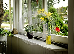 Flowers on Windowsill