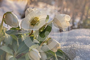 Flowers in winter, A flowering hellebore Helleborus niger in the snow in sunlight