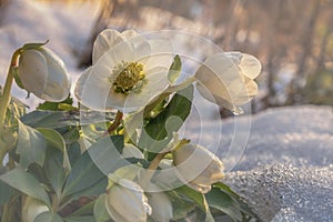 Flowers in winter, A flowering hellebore Helleborus niger in the snow in sunlight photo