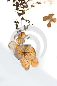 Flowers in winter on white background