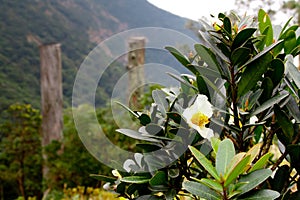 Flowers on Wisdom Path