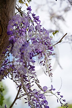 Flowers of wisteria, a climbing plant of the legume family on a pergola, copy space