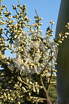 Flowers of a wodyetia bifurcata or the foxtail palm