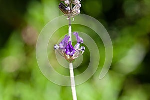 Flowers of a wolly lavender, Lavandula lanata