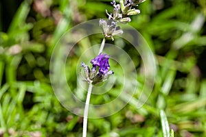 Flowers of a wolly lavender, Lavandula lanata