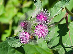 Flowers on Wood Burdock or Arctium nemorosum macro, selective focus, shallow DOF