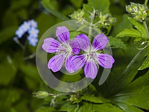 Flowers of Wood cranesbill, Geranium sylvaticum, with defocused background macro, selective focus, shallow DOF