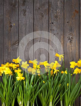 Flowers Wood Fence Background