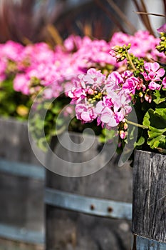 Flowers in wooden barrels