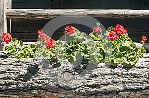 Flowers in wooden planter