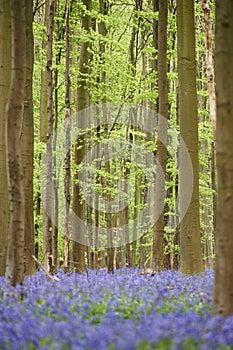 Flowers in woods near Hal, Belgium