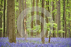 Flowers in woods near Hal, Belgium