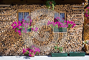 Flowers in the woodshed, South Tyrol, Italy - Italy