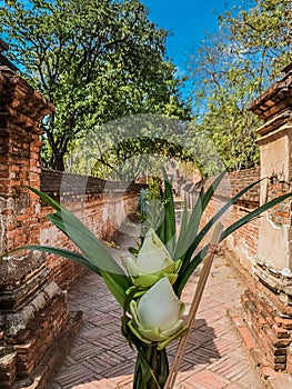 Flowers for worshiping monks and the background is a passage wall laterite.