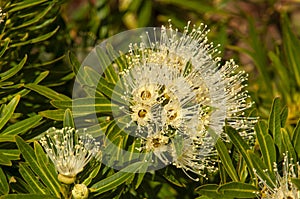 Flowers of a xanthostemon verticillatus or little penda