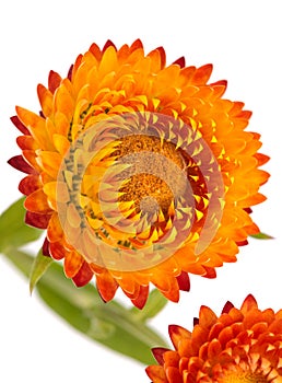 Flowers of Xerochrysum bracteatum,  golden everlasting or strawflower