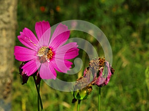 Flowers In XiXi Park