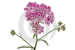 Flowers of yarrow, lat. Achillea millefolium, isolated on white