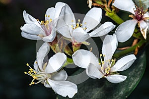 Flowers of Yeddo Hawthorne