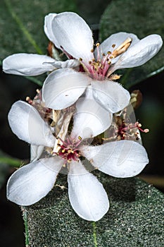 Flowers of Yeddo Hawthorne