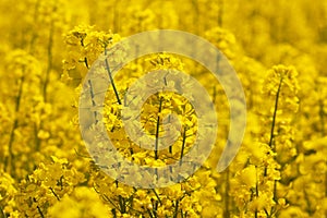 Flowers of on a yellow background