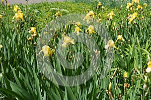 Flowers of yellow bearded irises in May