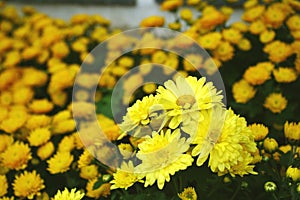 Flowers yellow blooming ,Gerbera , Barberton daisy