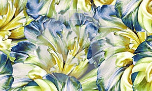 Flowers yellow-blue tulips Floral vintage background. Petals tulips. Close-up.