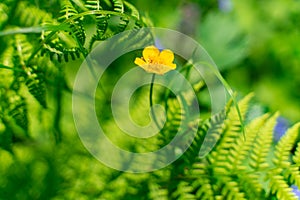 Flowers of a yellow buttercup on a background of green grass