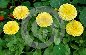 Flowers yellow calendula, annual and perennial herbaceous plants,  often known as marigolds in flower bed in garden