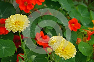 Flowers yellow calendula and  orange tropaeolum   in flower bed in garden