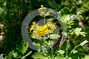 Flowers of yellow celandine in forest