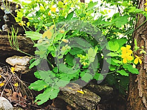 Flowers of yellow celandine in forest. Chelidonium majus, commonly known as greater celandine, nipplewort, swallowwort, or