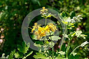 Flowers of yellow celandine in forest. Chelidonium majus, commonly known as greater celandine, nipplewort, swallowwort, or