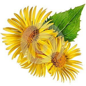 Flowers. Yellow chamomiles isolated on a white background