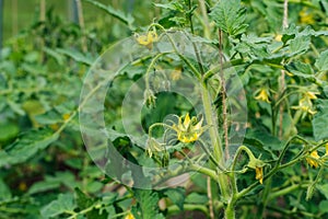 It is flowers of yellow color, on a branches, blossoming of a tomatos