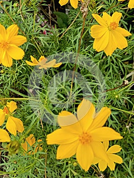 The Flowers of Yellow Coreopsis Lanceolata