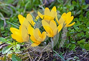 Flowers yellow crocuses in the garden in spring