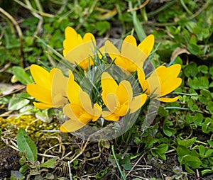 Flowers yellow crocuses in the garden in spring