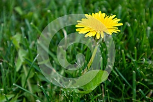 Flowers of yellow dandelions blooming in nature