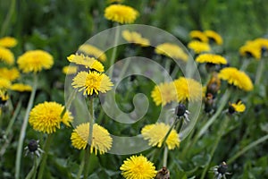 Flowers yellow dandelions in the meadow in spring