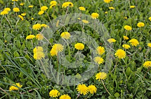 Flowers yellow dandelions in the meadow in spring