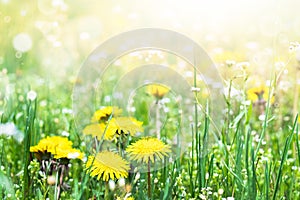 Flowers of yellow dandelions in nature in warm summer or spring on a meadow in sunlight. Blooming dandelions close up