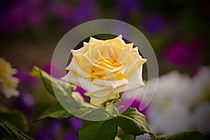 Flowers, Yellow garden rose