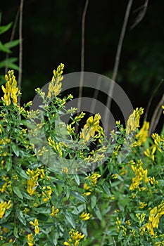 Flowers yellow Genista tinctoria.Flowering dyers broom Genista tinctoria