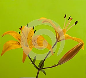 Flowers are yellow lilies, unfolded sideways on a green background